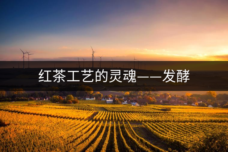 紅茶工藝的靈魂——發酵 紅茶工藝的靈魂——發酵