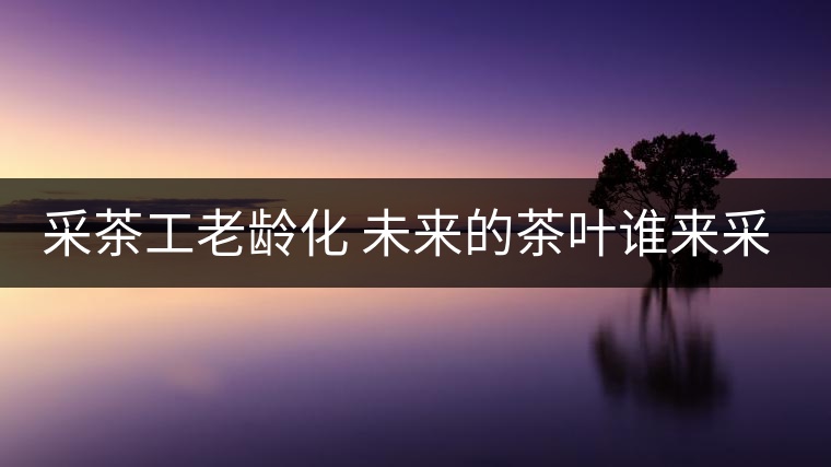 采茶工老齡化 未來(lái)的茶葉誰(shuí)來(lái)采? 采茶工老齡化 未來(lái)的茶葉誰(shuí)來(lái)采?