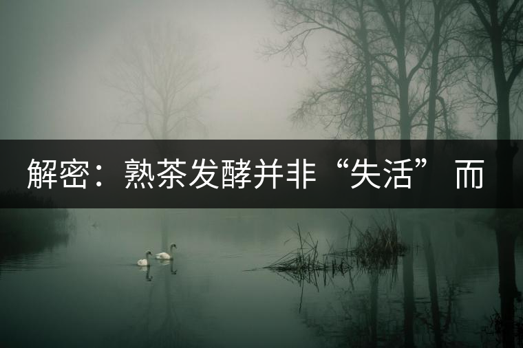 解密：熟茶發酵并非“失活” 而是涅槃后的“重生”