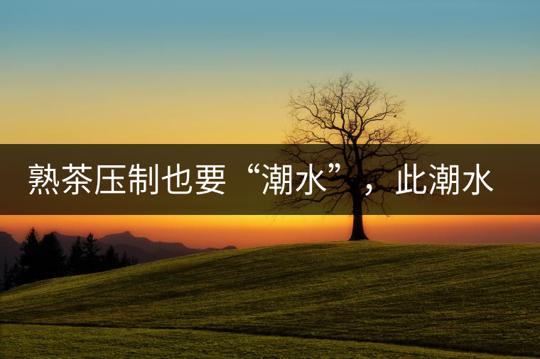 熟茶壓制也要“潮水”，此潮水的目的是什么？