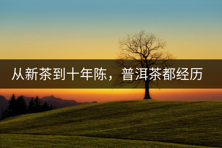 從新茶到十年陳，普洱茶都經歷了什么？