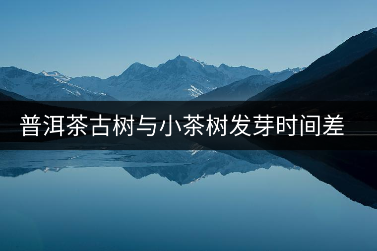 普洱茶古樹與小茶樹發芽時間差之謎