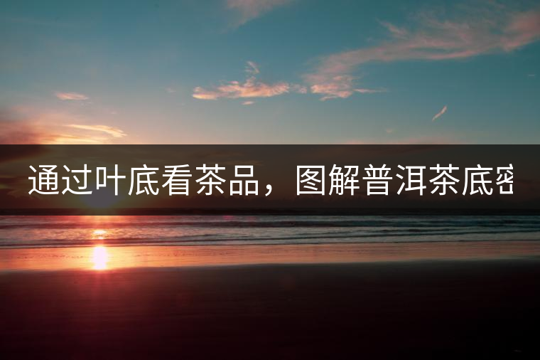 通過葉底看茶品,圖解普洱茶底密碼! 通過葉底看茶品,圖解普洱茶底密碼!