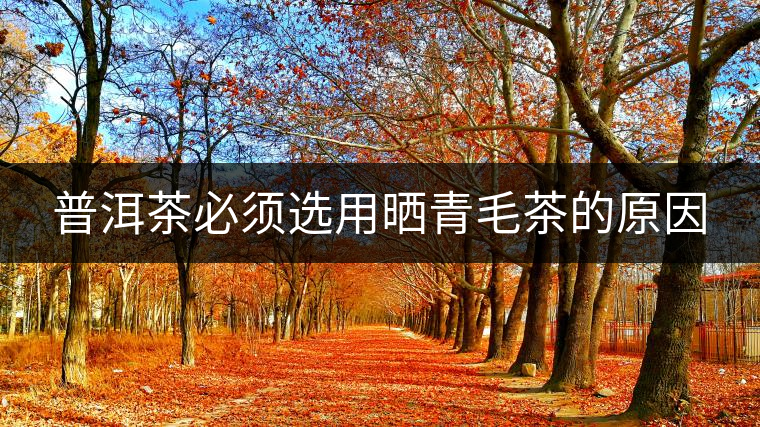 普洱茶必須選用曬青毛茶的原因 普洱茶必須選用曬青毛茶的原因