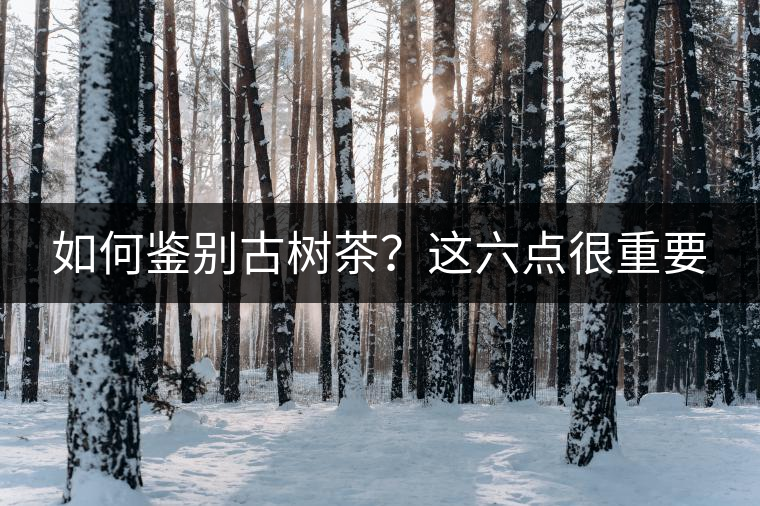 如何鑒別古樹茶?這六點很重要 如何鑒別古樹茶?這六點很重要