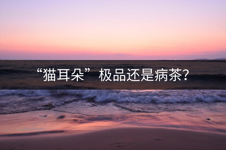 “貓耳朵”極品還是病茶？