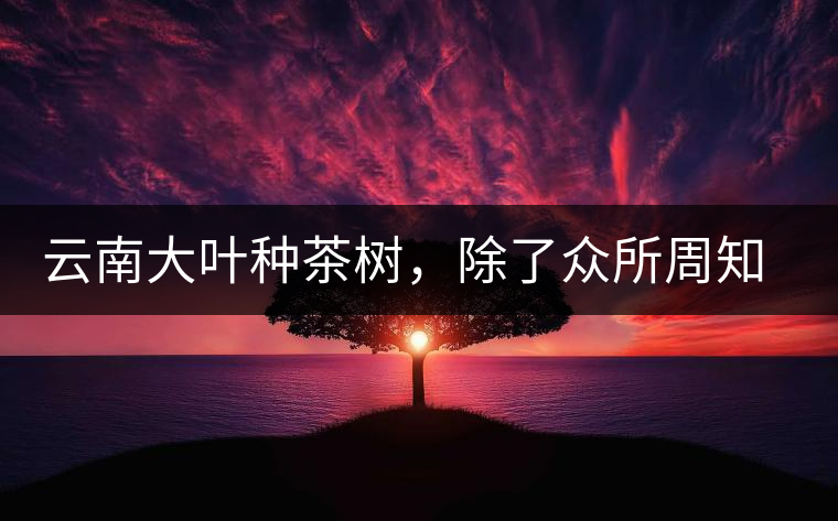 云南大葉種茶樹，除了眾所周知的“勐庫種”“勐海種”以外，還有那些品質(zhì)獨(dú)特的品種呢