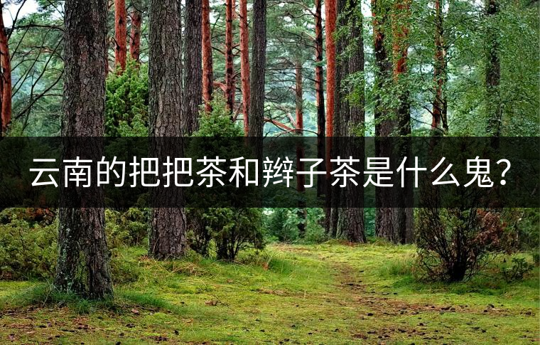 云南的把把茶和辮子茶是什么鬼? 云南的把把茶和辮子茶是什么鬼?