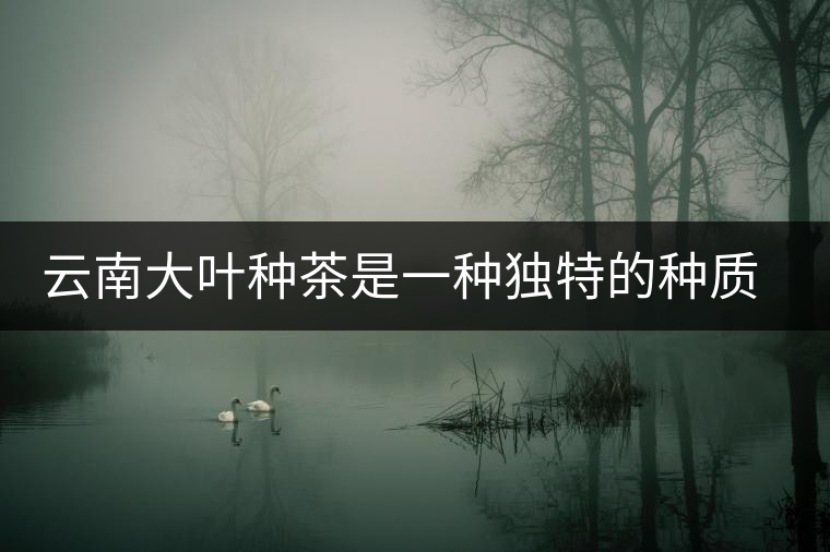 云南大葉種茶是一種獨特的種質資源 云南大葉種茶是一種獨特的種質資源