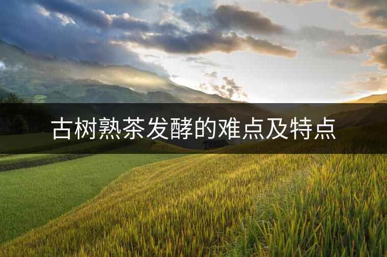 古樹熟茶發酵的難點及特點