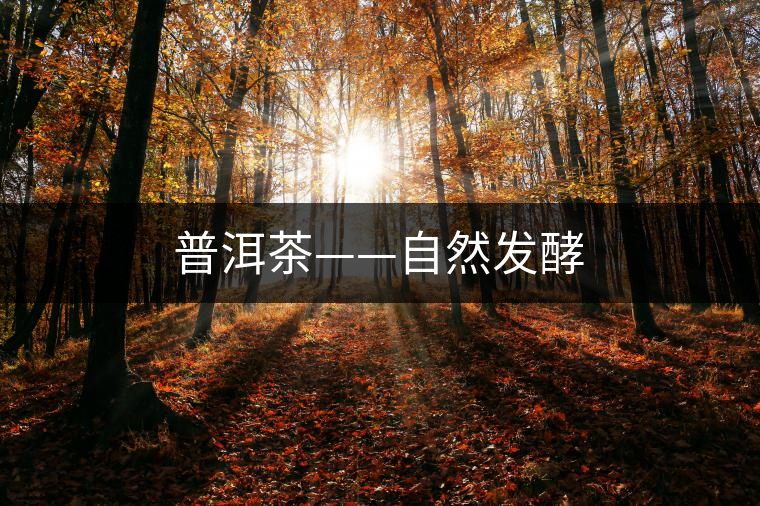 普洱茶——自然發酵 普洱茶——自然發酵