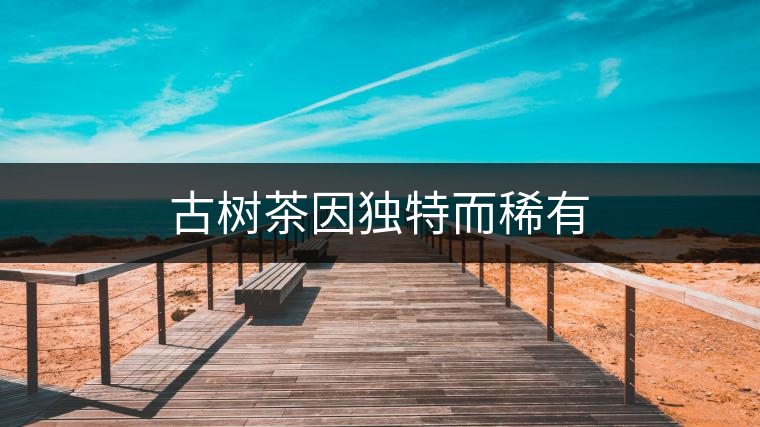 古樹茶因獨特而稀有 古樹茶因獨特而稀有
