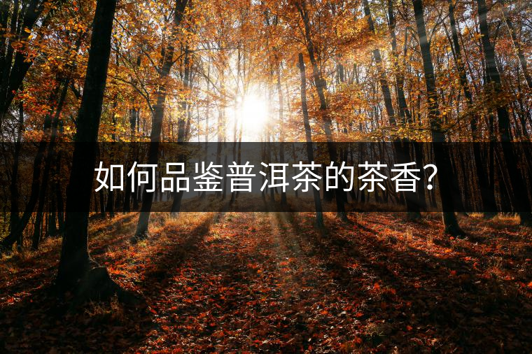 如何品鑒普洱茶的茶香? 如何品鑒普洱茶的茶香?