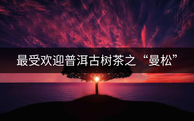 最受歡迎普洱古樹(shù)茶之“曼松”