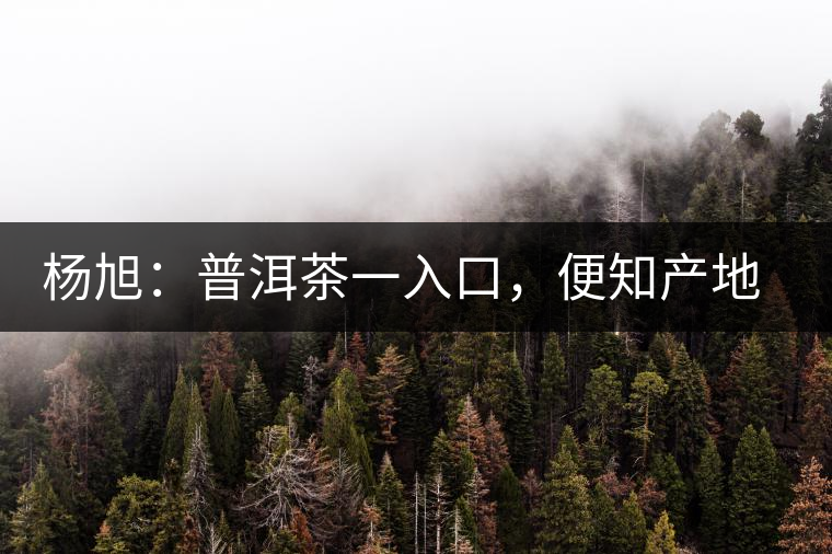 楊旭：普洱茶一入口，便知產地和年份