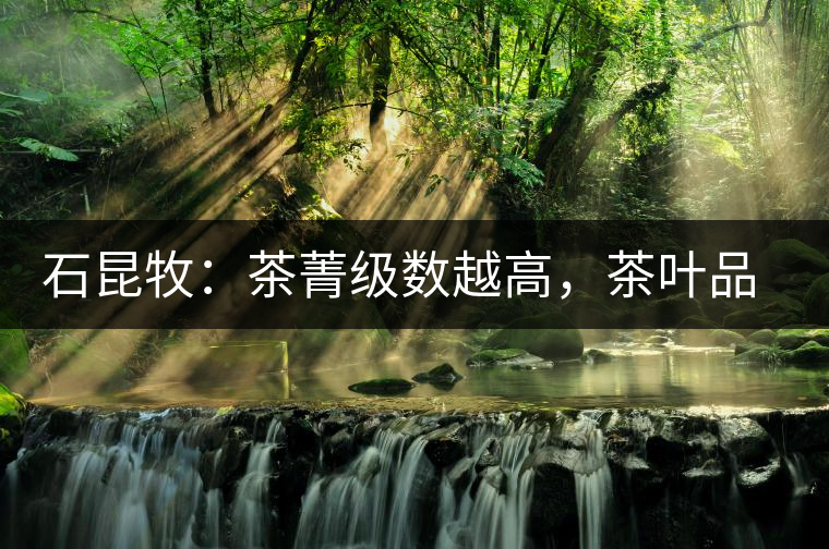石昆牧:茶菁級數越高,茶葉品質就越好? 石昆牧:茶菁級數越高,茶葉品質就越好?