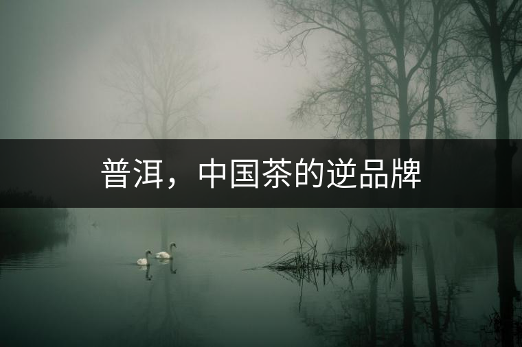 普洱，中國茶的逆品牌