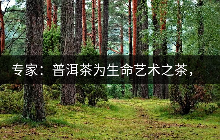 專家：普洱茶為生命藝術之茶，現低價時期可投資收茶