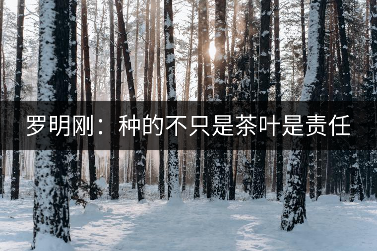 羅明剛:種的不只是茶葉是責任 羅明剛:種的不只是茶葉是責任