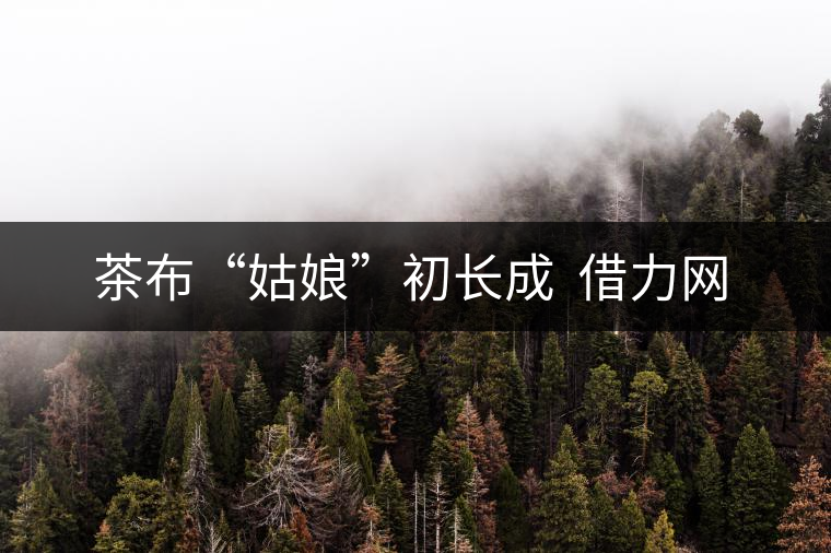 茶布“姑娘”初長(zhǎng)成 借力網(wǎng)絡(luò)不愁嫁 茶布“姑娘”初長(zhǎng)成 借力網(wǎng)絡(luò)不愁嫁