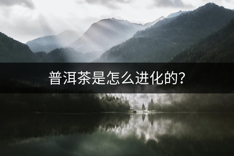 普洱茶是怎么進化的? 普洱茶是怎么進化的?