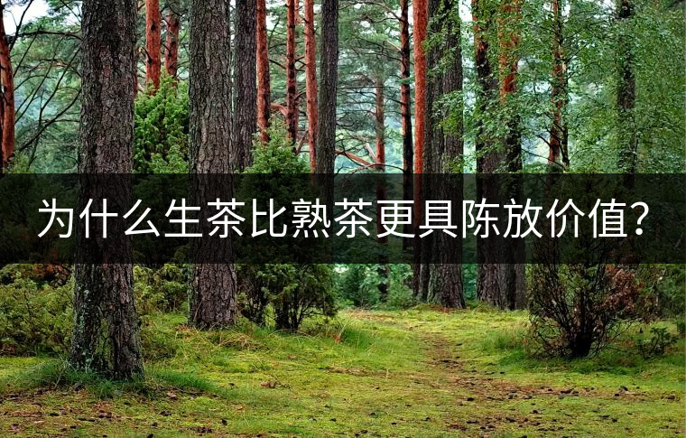 為什么生茶比熟茶更具陳放價值？