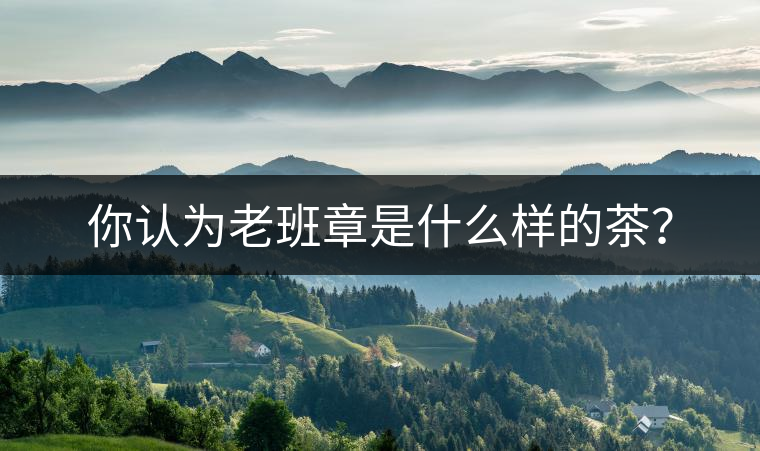 你認為老班章是什么樣的茶？