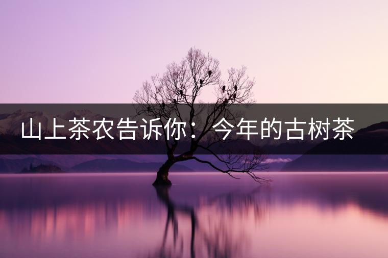 山上茶農(nóng)告訴你:今年的古樹(shù)茶為什么那么貴? 山上茶農(nóng)告訴你:今年的古樹(shù)茶為什么那么貴?