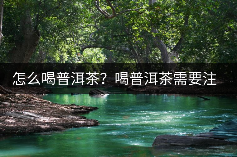 怎么喝普洱茶?喝普洱茶需要注意的要點 怎么喝普洱茶?喝普洱茶需要注意的要點