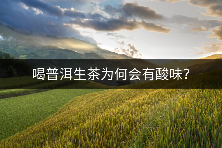 喝普洱生茶為何會有酸味？