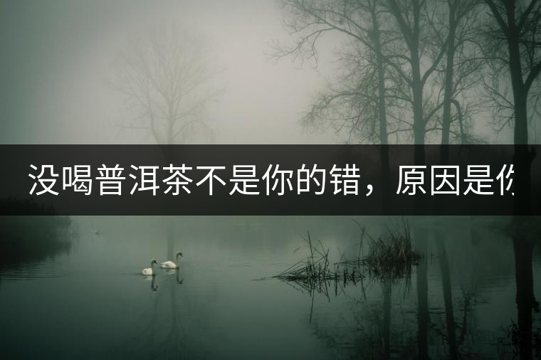 沒喝普洱茶不是你的錯,原因是你還沒遇到Y671與Y562 沒喝普洱茶不是你的錯,原因是你還沒遇到Y671與Y562