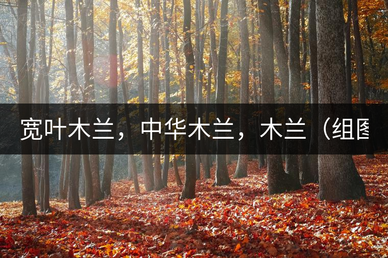 寬葉木蘭,中華木蘭,木蘭(組圖) 寬葉木蘭,中華木蘭,木蘭(組圖)