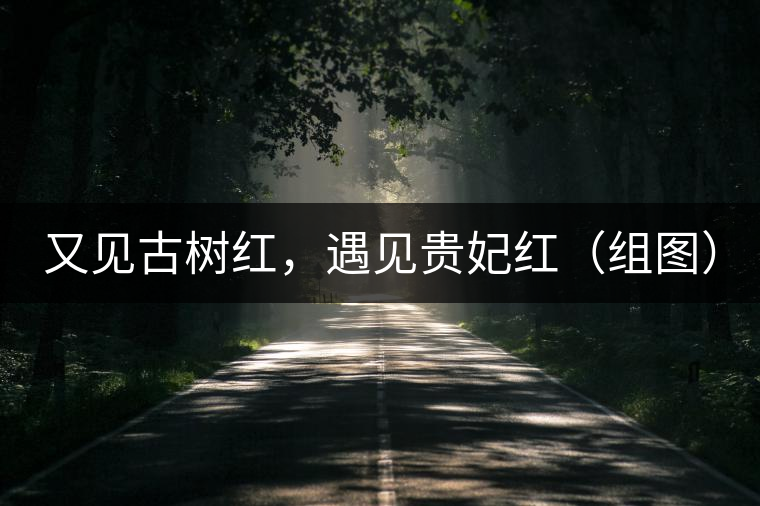 又見古樹紅，遇見貴妃紅（組圖）