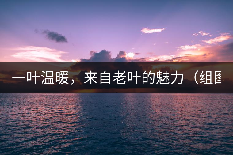 一葉溫暖，來自老葉的魅力（組圖）