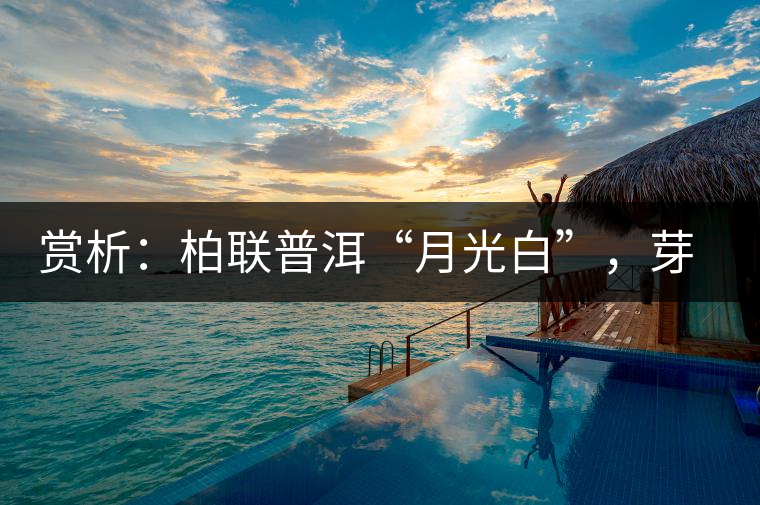 賞析:柏聯普洱“月光白”,芽白葉黑香甜四溢 賞析:柏聯普洱“月光白”,芽白葉黑香甜四溢