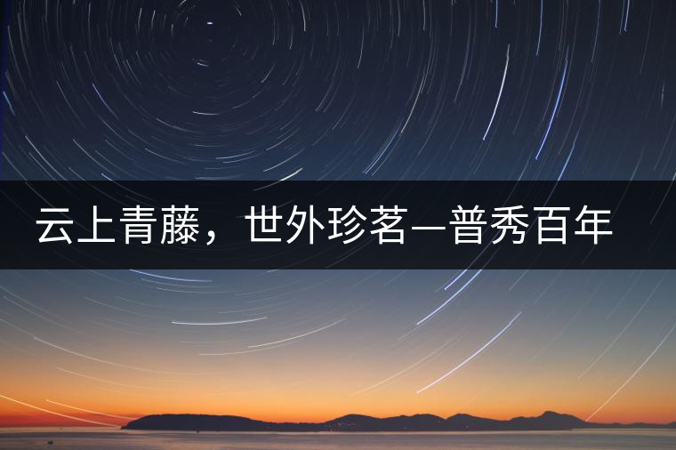 云上青藤，世外珍茗—普秀百年藤條茶即將上市