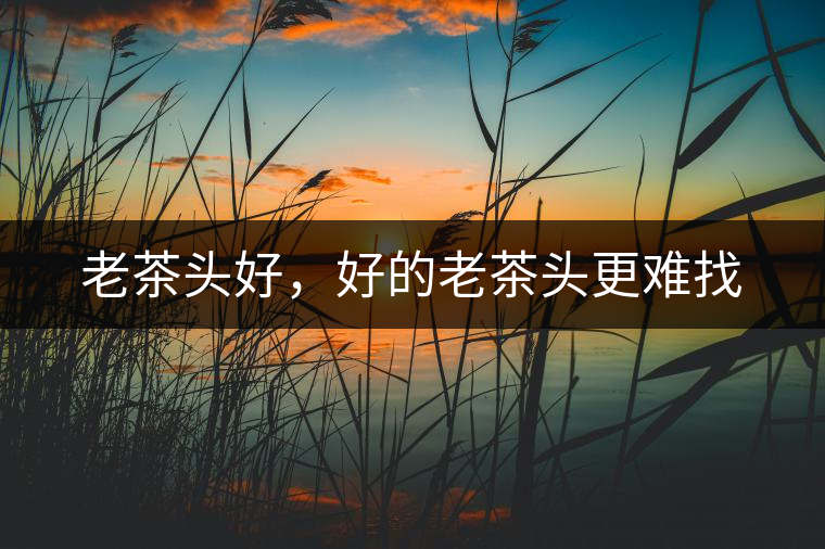 老茶頭好，好的老茶頭更難找