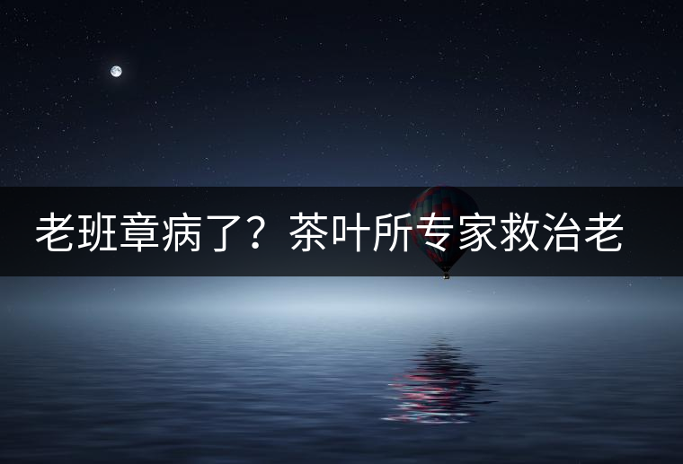 老班章病了？茶葉所專家救治老班章古茶樹