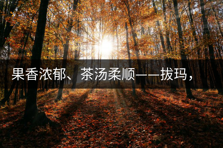 果香濃郁、茶湯柔順——拔瑪，南糯山最好的茶