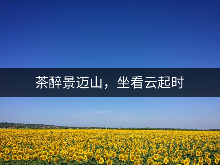 茶醉景邁山,坐看云起時 茶醉景邁山,坐看云起時