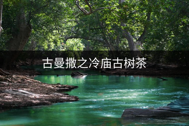 古曼撒之冷廟古樹茶 古曼撒之冷廟古樹茶