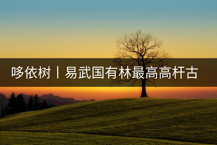 哆依樹丨易武國有林最高高桿古樹 哆依樹丨易武國有林最高高桿古樹