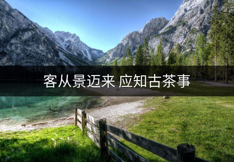 客從景邁來 應知古茶事