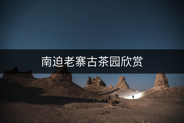 南迫老寨古茶園欣賞 南迫老寨古茶園欣賞