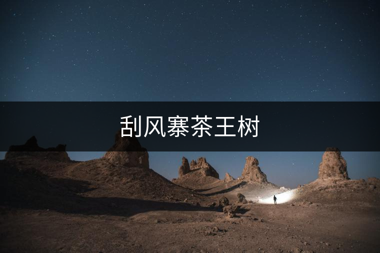刮風寨茶王樹 刮風寨茶王樹