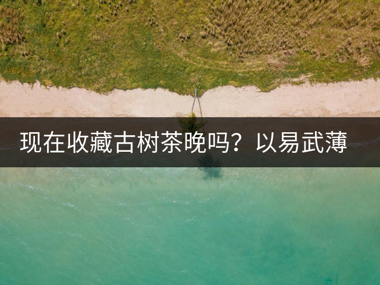 現在收藏古樹茶晚嗎？以易武薄荷塘古樹茶為例