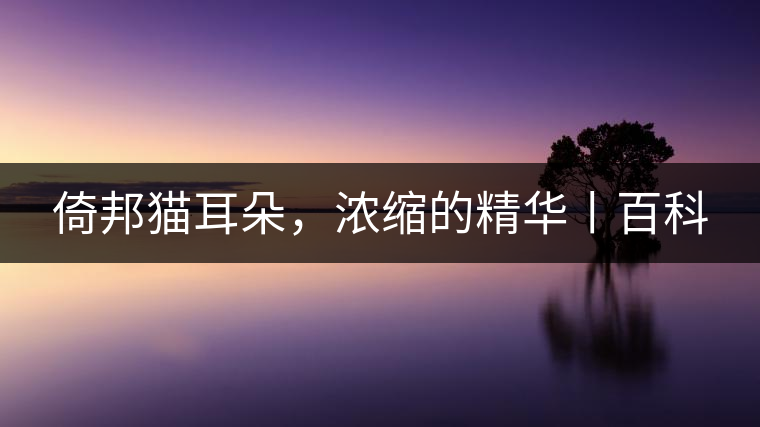倚邦貓耳朵,濃縮的精華丨百科 倚邦貓耳朵,濃縮的精華丨百科