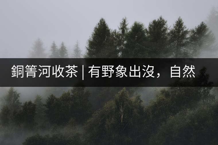 銅箐河收茶 | 有野象出沒，自然是好茶