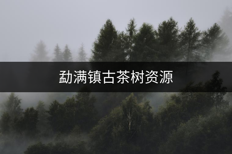 勐滿鎮(zhèn)古茶樹資源 勐滿鎮(zhèn)古茶樹資源