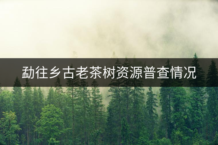 勐往鄉(xiāng)古老茶樹(shù)資源普查情況 勐往鄉(xiāng)古老茶樹(shù)資源普查情況